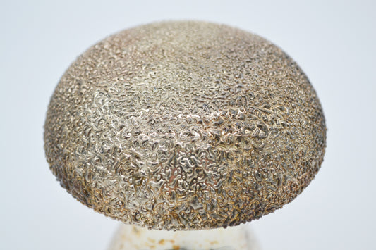 Deko Pilz